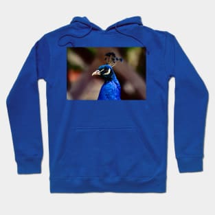 Peacock Hoodie